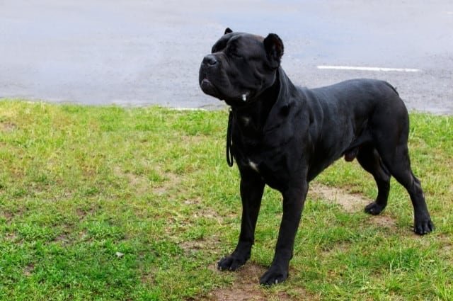 cane corso parado