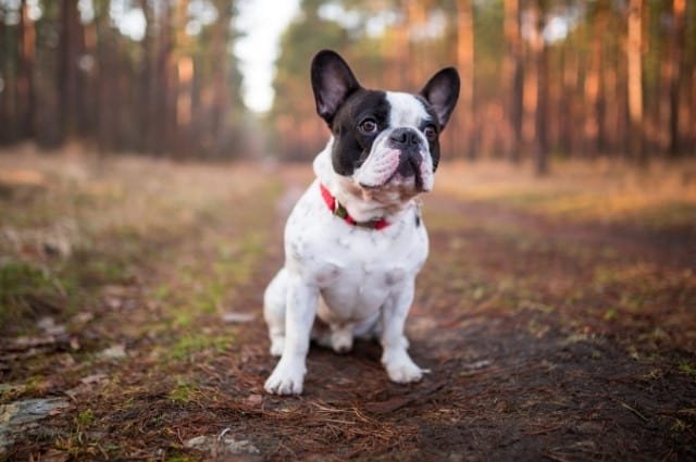 frenchie bulldog frances cachorro