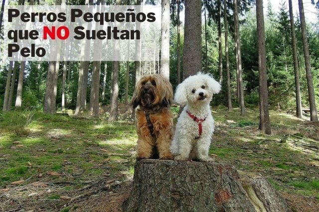 18 Perros pequeños que no sueltan pelo, perros hipoalergenicos pequenos