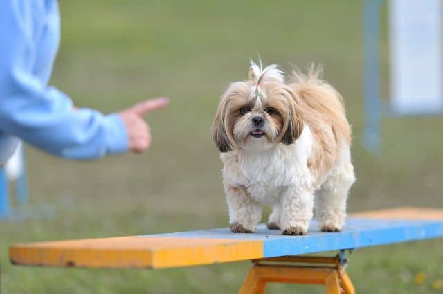 shih tzu entrenando