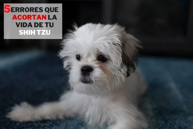 5 errores comunes que acortan la vida de tu shih tzu