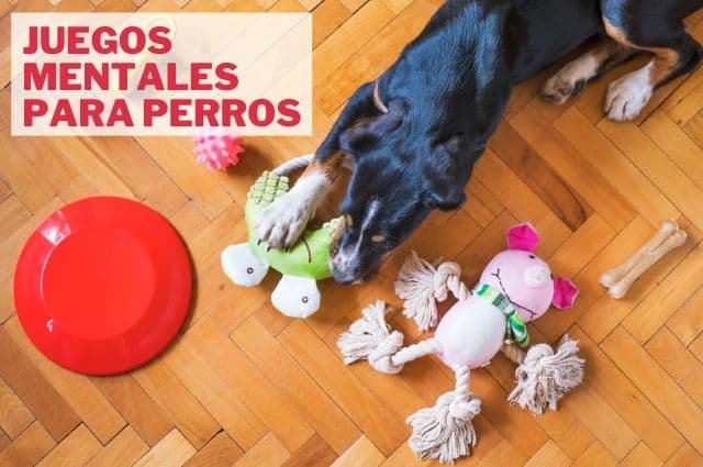 Juegos mentales para perros