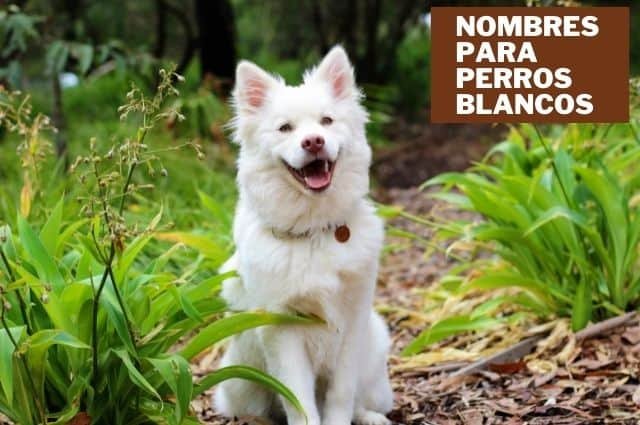 Nombres para perros blancos