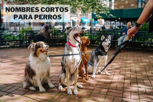 157 Nombres cortos para perros