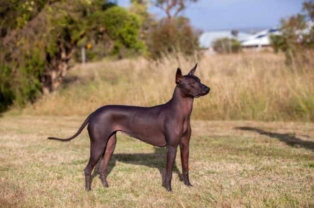 Xoloitzcuintle