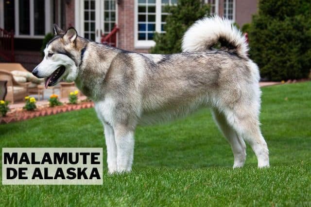 Alaskan malamute o Malamute de Alaska