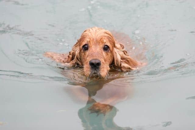 cocker spaniel