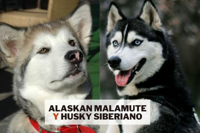 comparasion alaskan malamute y husky siberiano