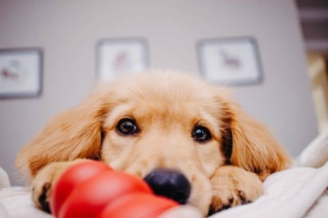 perro con un kong