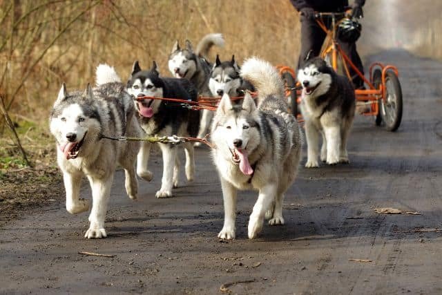 perros de husky siberiano correr juntos