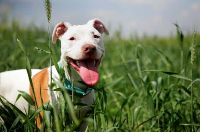 pitbull blanco y marron