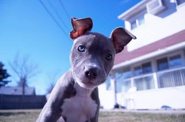 pitbull blue nose