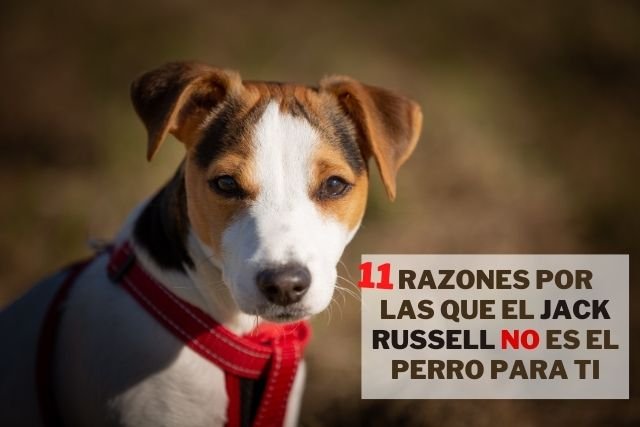 11 razones por las que el Jack Russell Terrier NO es el perro para ti