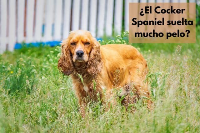 ¿El Cocker Spaniel suelta mucho pelo