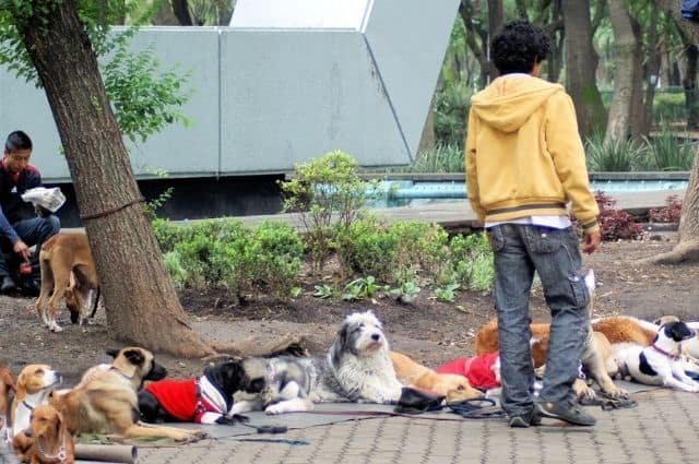 perros de la calle mexico