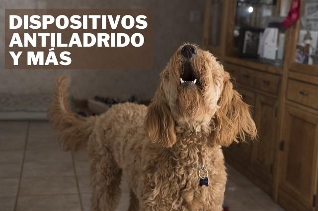 Dispositivos antiladrido para perros que ladran mucho