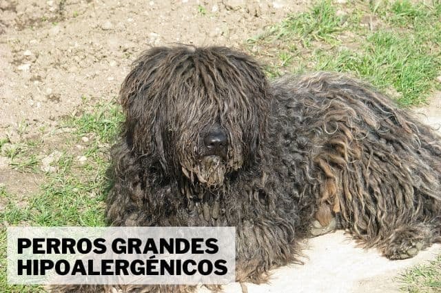 Perros grandes hipoalergénicos, perros grandes que no sueltan pelo