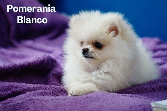 Pomerania blanco Lulú de Pomerania 2