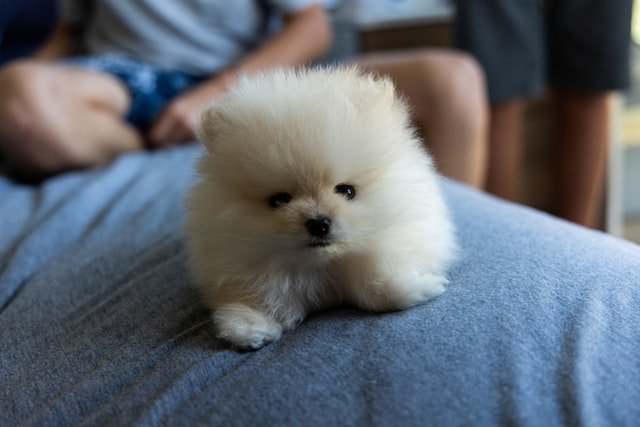 Pomerano cachorro blanco Lulú de Pomerania