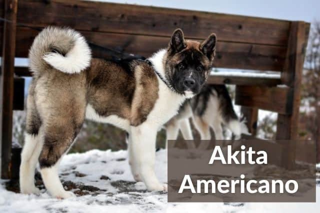 akita americano negro marron blanco en la nieve