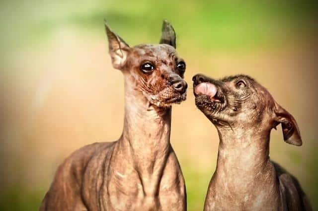 perro de peru