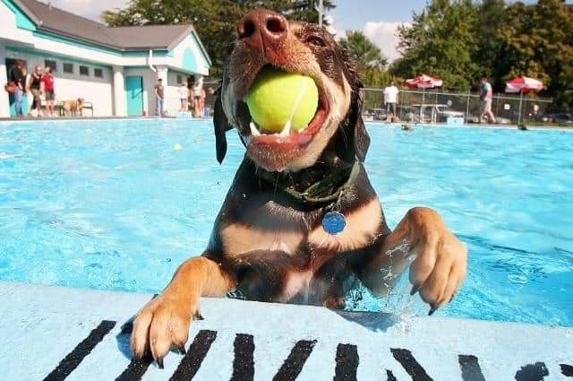 perro jugando con bola de tennis