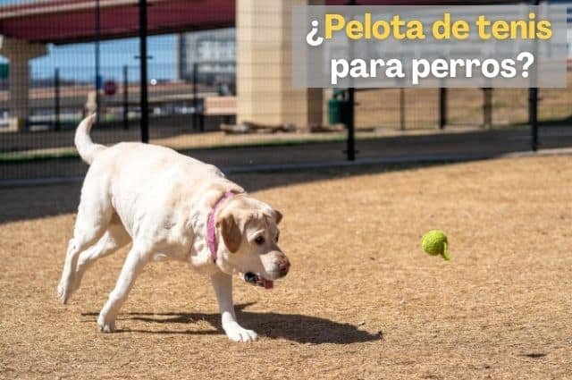 ¿Es seguro dejar que un perro juegue con una pelota de tenis