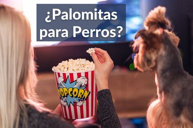 ¿Los perros pueden comer palomitas