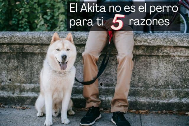 5 razones por las que Akita no es el perro para ti (al menos no todavía)