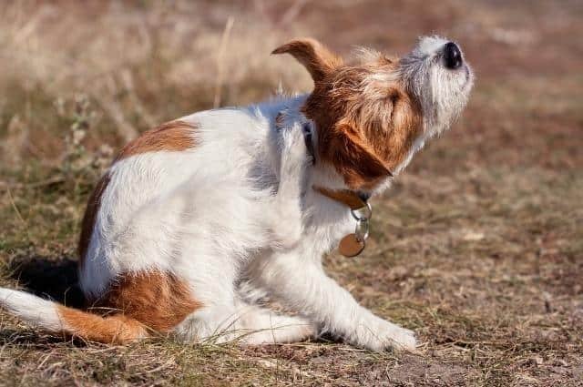 perrito rascandose afuera