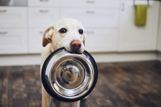 Las Mejores Marcas de Comida Premium para Perros: ¿Cuál es la Ideal para tu Mascota?